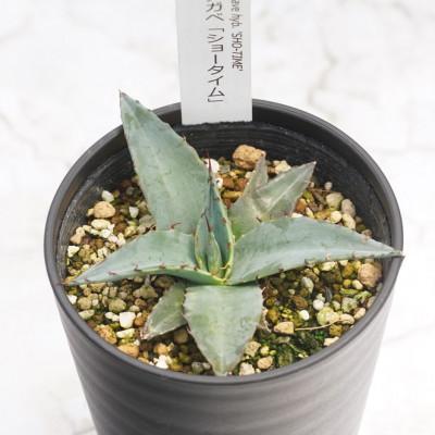 ふるさと納税 伊予市 アガベ「ショー・タイム(Sho-Time)」(オバティ