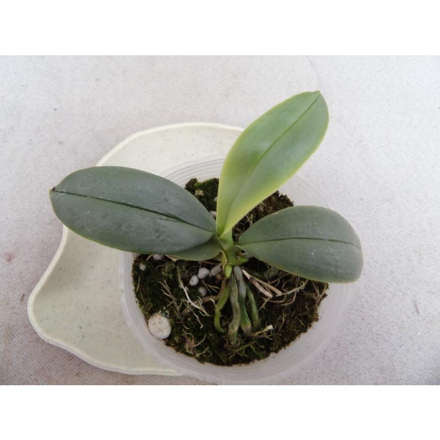 洋蘭 原種 phal.parishii var coerulea 'Regalo'ファレノプシス属