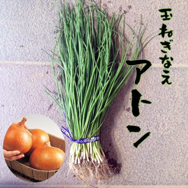 予約商品】玉ねぎ苗 500本束 アトン 中生 【タキイ交配】【早生玉ねぎ