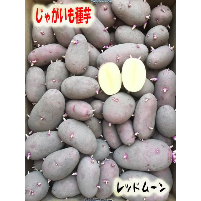 じゃがいも種芋 レッドムーン芋 じゃがいも種子 500g サイズ混合