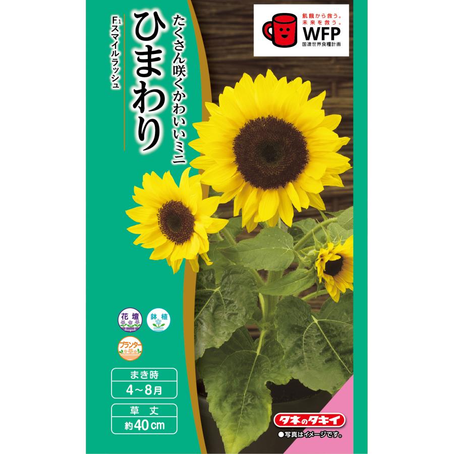 花種 NL300 矮性(低草丈)ひまわり スマイルラッシュ [FHM413]【タキイ