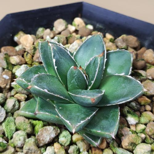 多肉植物 アガベ 王妃笹の雪 B型 2.5号ポット苗 : やましち山野草店