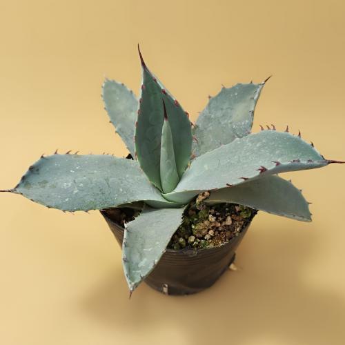 多肉植物 アガベ パリー トランカータ 7.5〜9cmポット苗 : やましち山