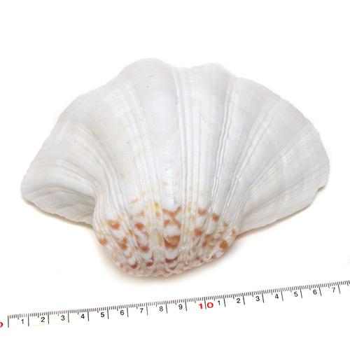 貝殻パーツ】 シャコ貝 シャコガイ 磨き 17.5cm 片面1枚 : クラフト