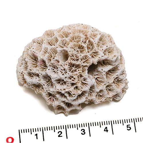 インテリア用珊瑚パーツ 天然サンゴ 菊目石 約5cm : クラフトハウス