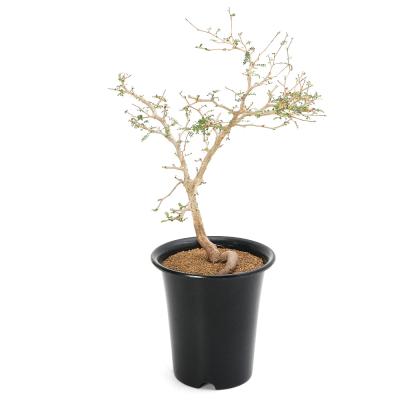 オペルクリカリア パキプスのおすすめ人気商品一覧 通販 - Yahoo