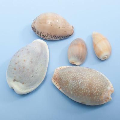 ホシタカラガイのおすすめ人気商品一覧 通販 - Yahoo!ショッピング