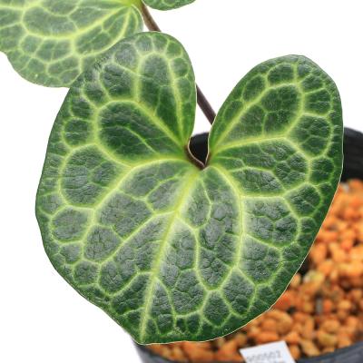 カンアオイのおすすめ人気商品一覧 通販 - Yahoo!ショッピング