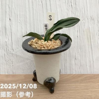 万年青鉢のおすすめ人気商品一覧 通販 - Yahoo!ショッピング