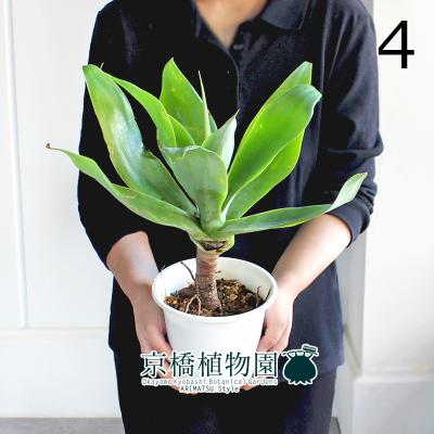 アガベアテナータのおすすめ人気商品一覧 通販 - Yahoo!ショッピング