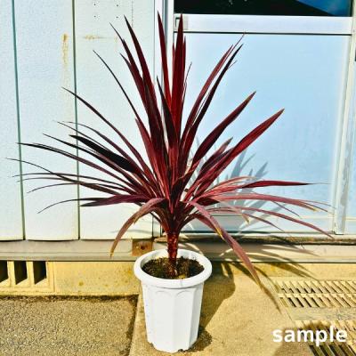 ニオイシュロランのおすすめ人気商品一覧 通販 - Yahoo!ショッピング