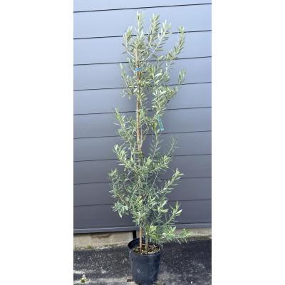 オリーブの木 シプレッシーノのおすすめ人気商品一覧 通販 - Yahoo