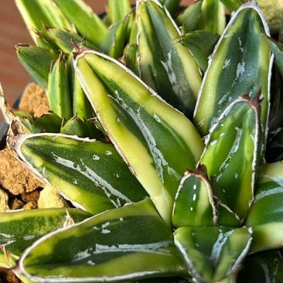 アガベ 雷神（観葉植物） | 花、ガーデニング のおすすめ人気商品一覧