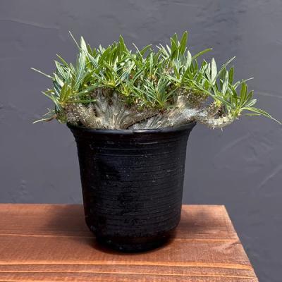 パキポディウム・グラキリスのおすすめ人気商品一覧 通販 - Yahoo