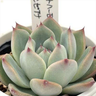 フラワーネット日本花キ流通 - O's PLANTS｜Yahoo!ショッピング