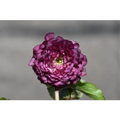 クリスマスローズ 多弁（苗） | 花、ガーデニング のおすすめ人気商品