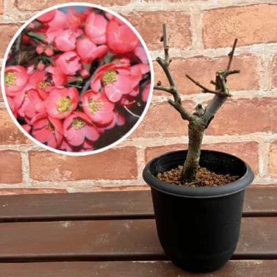 ボケ（花、ガーデニング）のおすすめ人気商品一覧 通販 - Yahoo