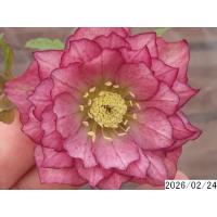 クリスマスローズ 開花株 ダブルのおすすめ人気商品一覧 通販 - Yahoo