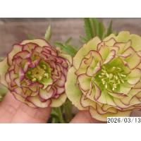 クリスマスローズ 開花株 ダブルのおすすめ人気商品一覧 通販 - Yahoo