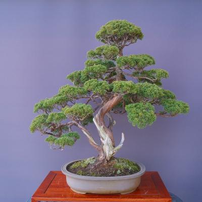 一樹園 - 真柏｜Yahoo!ショッピング