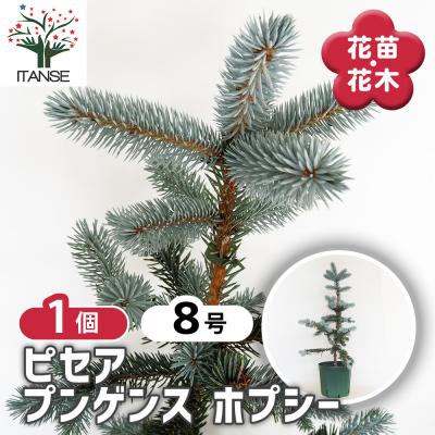 コロラドトウヒのおすすめ人気商品一覧 通販 - Yahoo!ショッピング