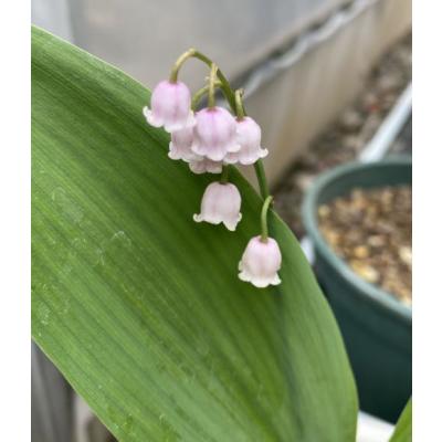 で*ん様 山野草・ホザキラン(希少種！ホザキラン) 日本花卉ガーデン