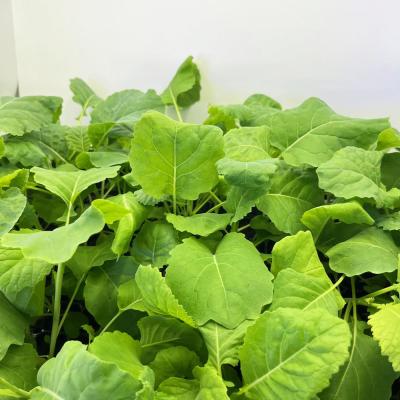 ケール苗のおすすめ人気商品一覧 通販 - Yahoo!ショッピング