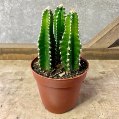 柱サボテン 弁慶柱のおすすめ人気商品一覧 通販 - Yahoo!ショッピング