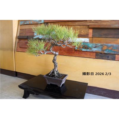 赤松盆栽のおすすめ人気商品一覧 通販 - Yahoo!ショッピング