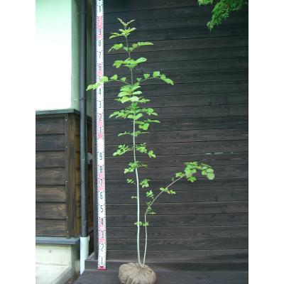 アオダモ 鉢植えのおすすめ人気商品一覧 通販 - Yahoo!ショッピング