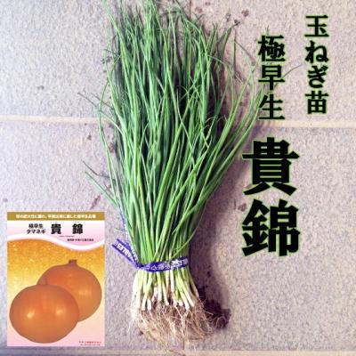 吉谷農芸Yahoo!店 - 玉ネギ｜Yahoo!ショッピング