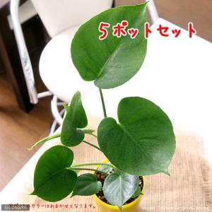 モンステラ（デリシオーサ）6号鉢サイズ 観葉植物 ミニ プレゼント