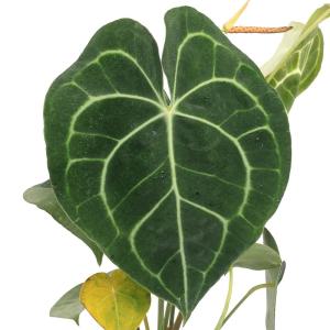 観葉植物：アンスリウム ドラヤキ*5号 プラポット Anthurium Dorayaki