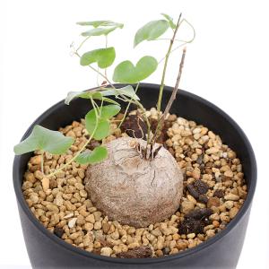 ディスコレア エレファンティペス 亀甲竜 : artisan store - 通販