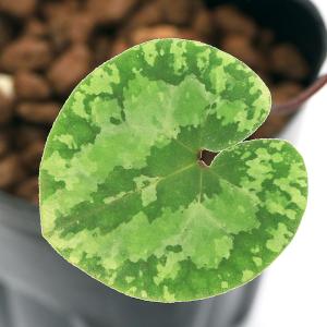 チャーム（charm） （山野草）カンアオイ（寒葵）タマノカンアオイ