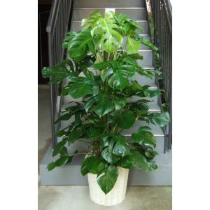 観葉植物 特大 モンステラ 大型ホワイトスクエア鉢ファイバーグラス