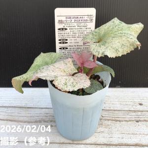 カラーリーフクリスマスローズ 3.5号 フェチダス レッドスター 松村