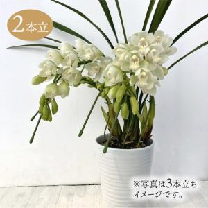 シンビジューム ピンク アーチ 6本立ち ラッピング付 耐寒性