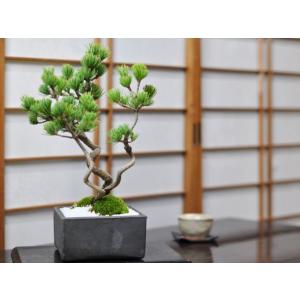 盆栽 五葉松 かっこいい松 育てやすい五葉松の盆栽 万古焼きの陶器鉢