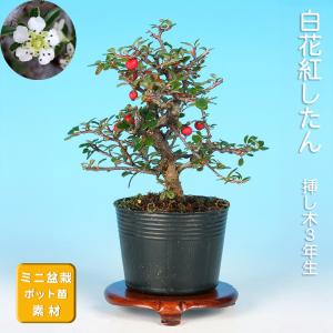 盆栽 老爺柿 雄木 ロウヤガキ ローヤ柿 小品盆栽 ミニ盆栽 盆栽素材