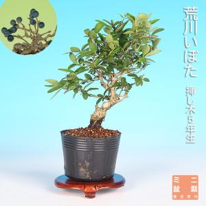 盆栽 杜松 八ッ房性 トショウ 小品盆栽 ミニ盆栽 松柏 盆栽素材 苗木