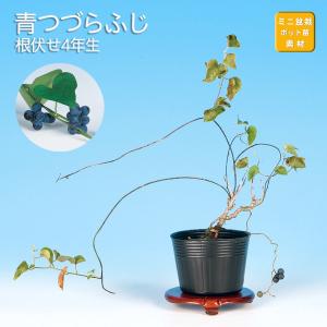 盆栽 老爺柿 雄木 ロウヤガキ ローヤ柿 小品盆栽 ミニ盆栽 盆栽素材