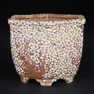 六代渋草柳造浮絵桜図丸鉢 盆栽鉢 鉢 植木鉢 盆器 作家鉢 bonsaipot