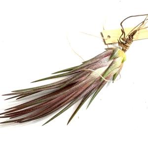 現品) チランジア ブルボーサ 'タイニーダンサー' (No.22108) (エアー