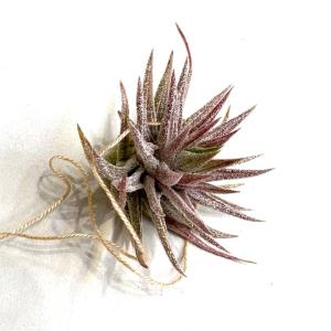 オモト 万年青 5号 斑入り 現品4 観葉植物 室内用 引っ越し 縁起物