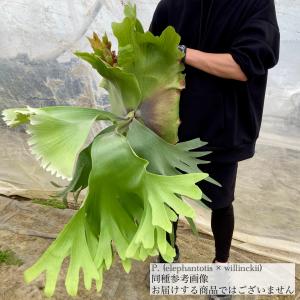 ギンカTC P.ginka TC 一点物 検/ビカクシダ Platycerium コウモリラン