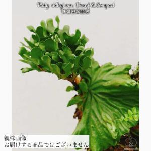 現品) ビカクシダ リドレイ 'ドワーフ&コンパクト' (TC) (No.41134