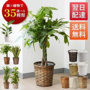 現品】ユッカ・ロストラータ 10号 茶鉢（2） : 花のアリマツ Yahoo!店