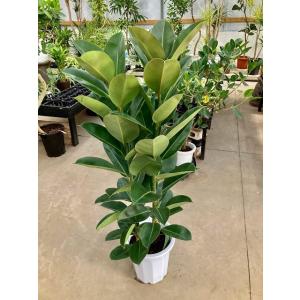 フィカス・バーガンディ 10号 黒ゴム 観葉植物 ゴムの木 販売 苗 苗木