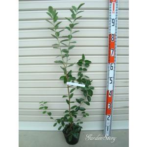 大株 チョコレートの木（カカオ）樹高40センチ程度 ：熱帯果樹苗